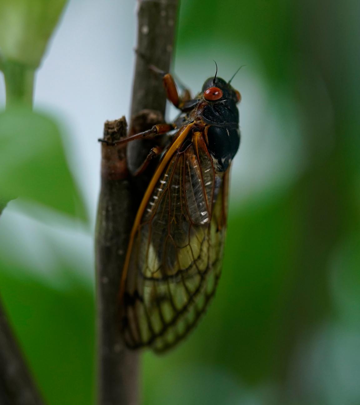 USA, Washington D.C.: Eine "17-Jahr-Zikade" sitzt an einem Ast.