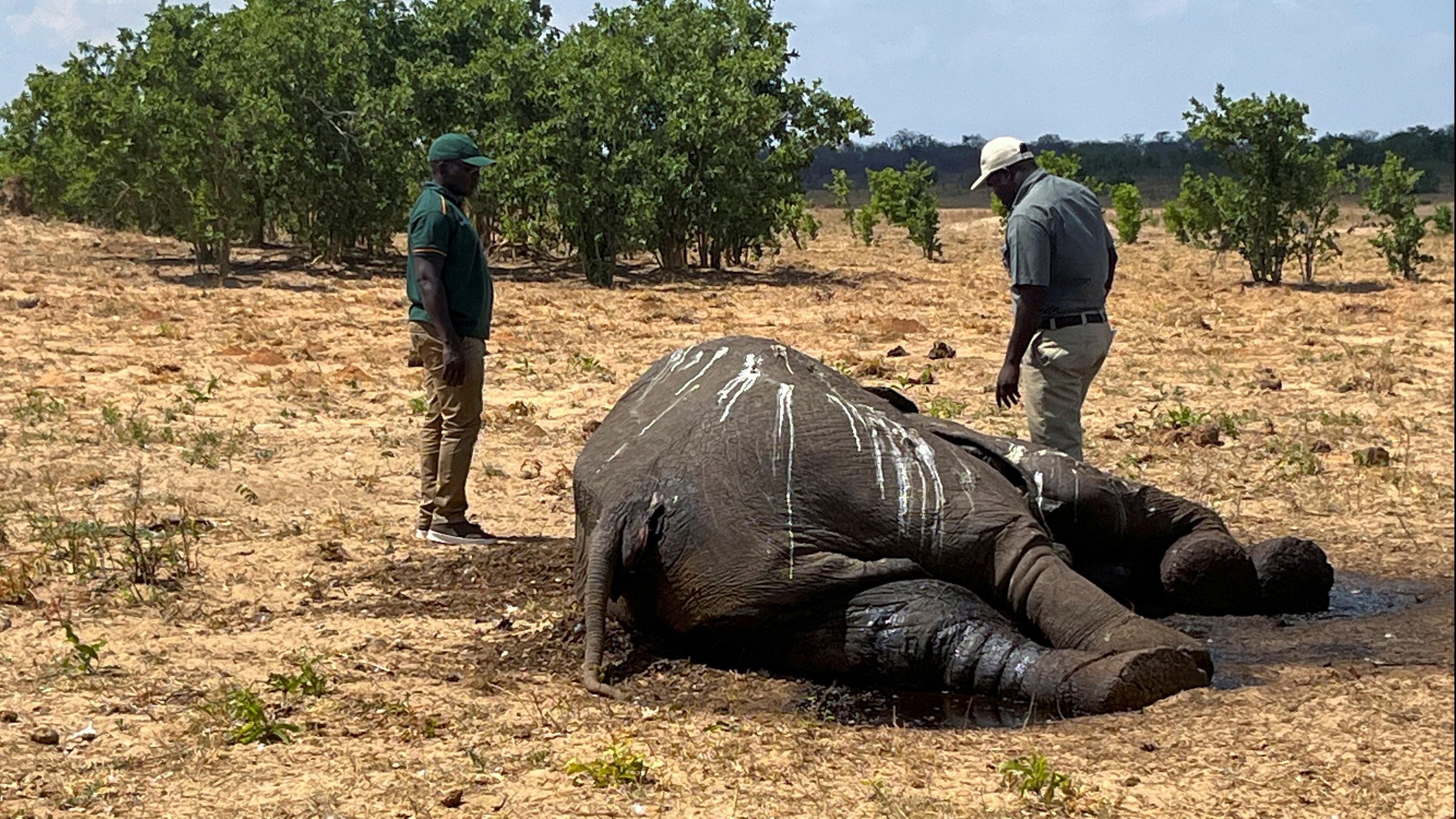 Zimbabwe: Ein toter Elefant im Hwange Nationalpark