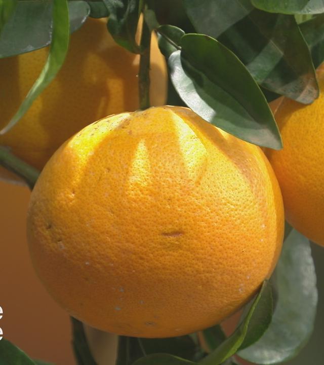 Wie pflegt man Zitruspflanzen richtig?