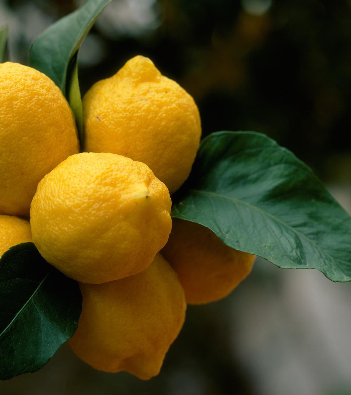 Zitronen hängen an einem Baum