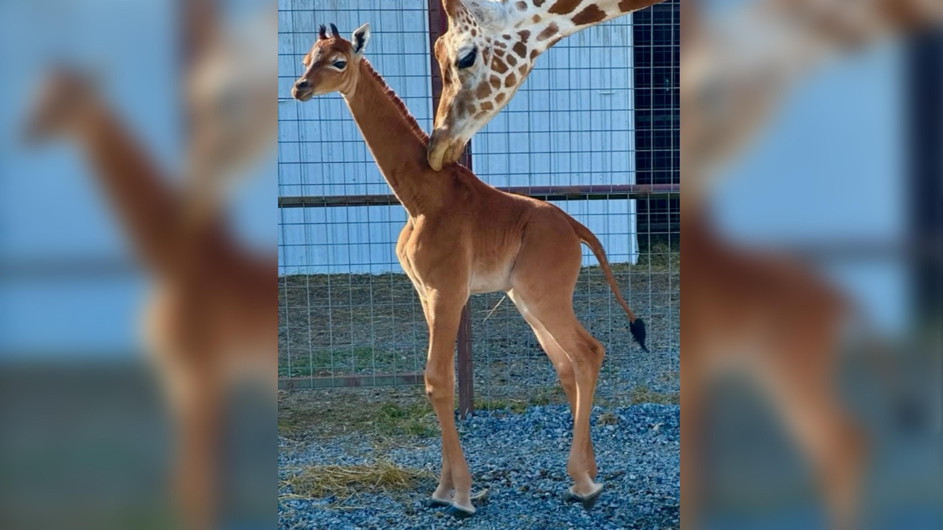 Eine seltene makellose Giraffe, die im Bright's Zoo geboren wurde, ist in Johnson City, Tennessee, USA, zu sehen. Aufgenommen am 22.08.2023