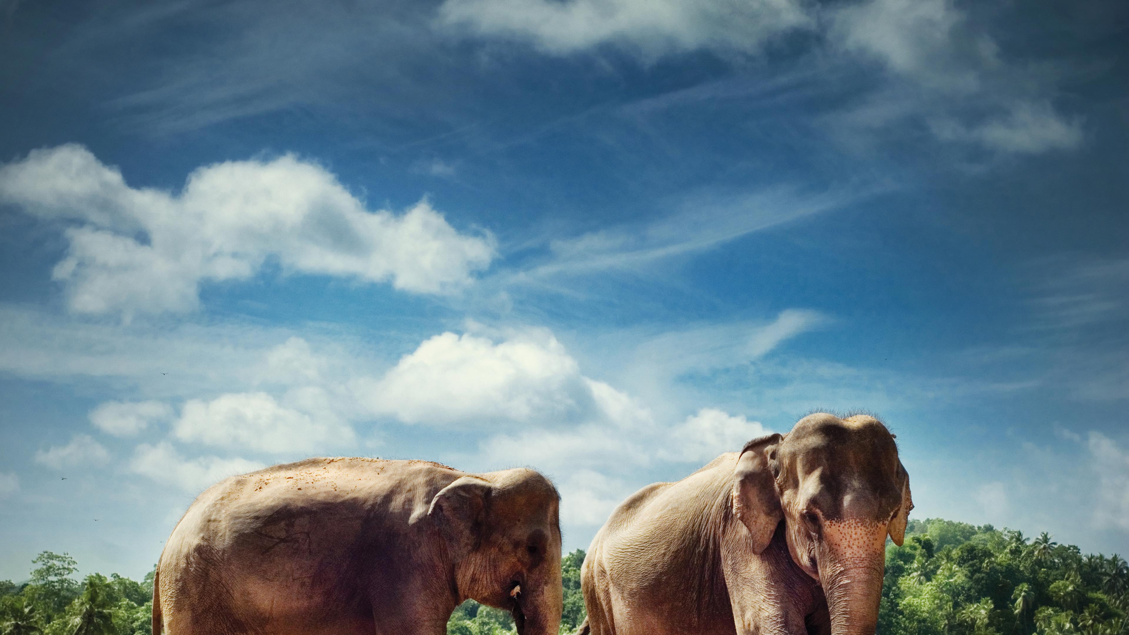 Elefant auf Sri Lanka