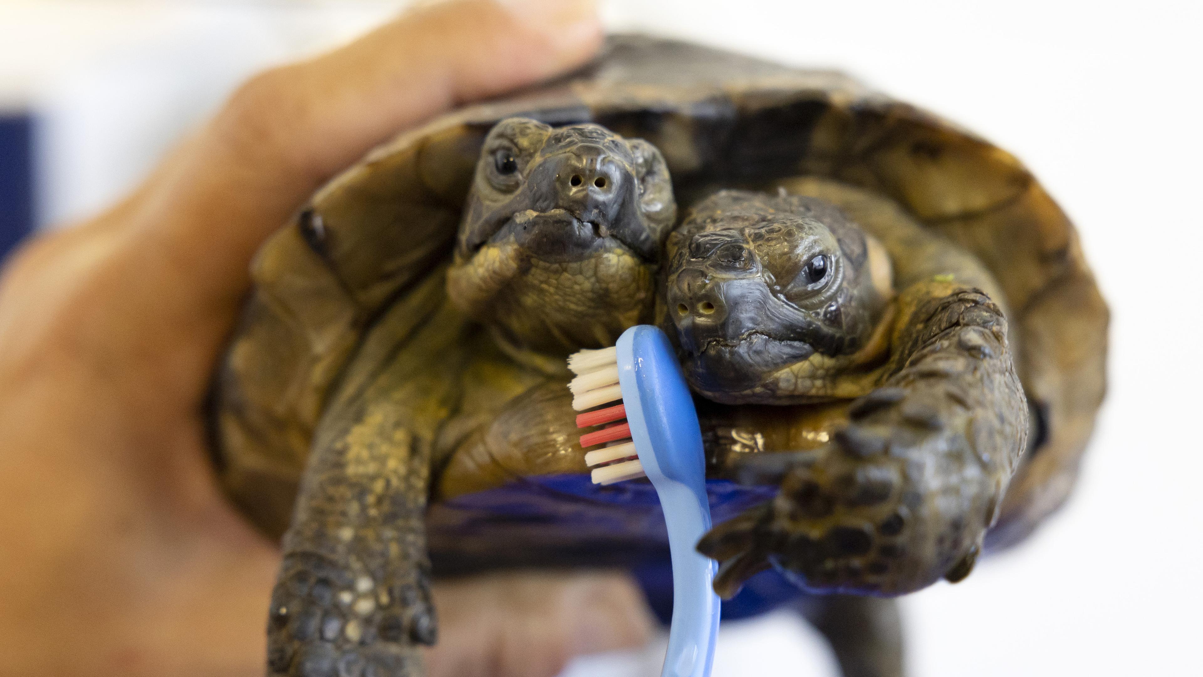 Janus, eine zweiköpfige griechische Schildkröte, wird von ihrer Pflegerin im Naturhistorischen Museum in Genf mit einer Zahnbürste gewaschen