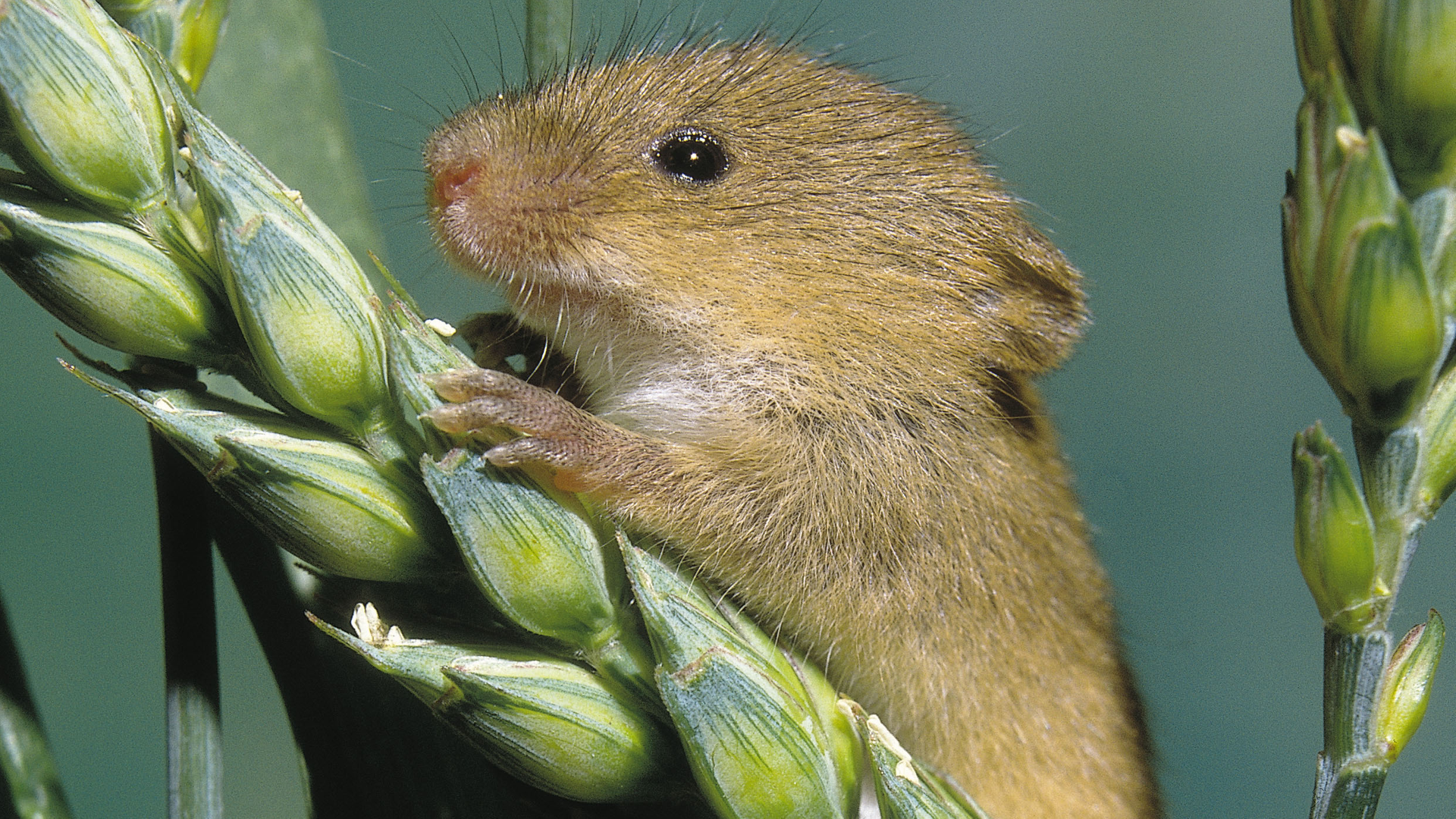Zwergmaus sitzt auf einem Getreidehalm.