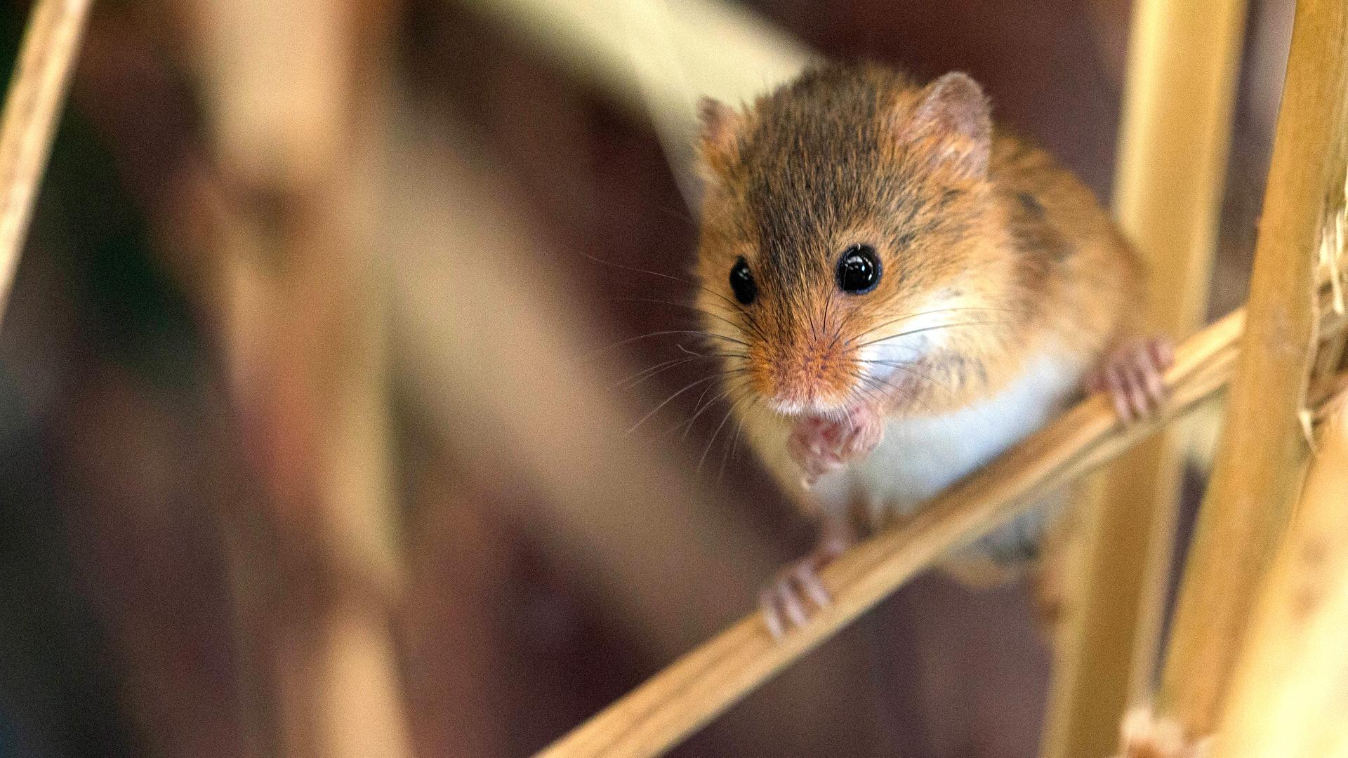 Zwergmaus sitzt auf einem Getreidehalm.