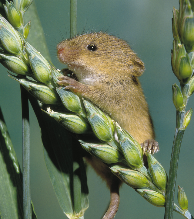Zwergmaus sitzt auf einem Getreidehalm.