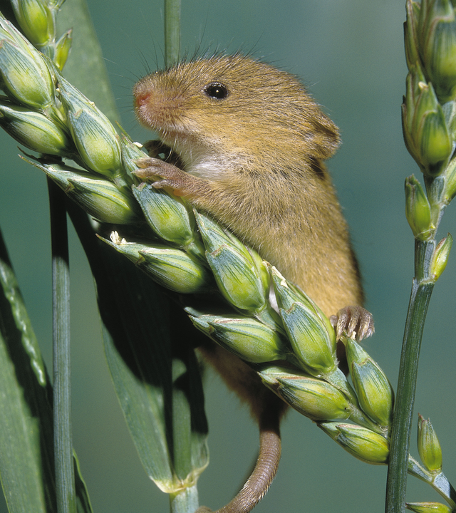 Zwergmaus sitzt auf einem Getreidehalm.