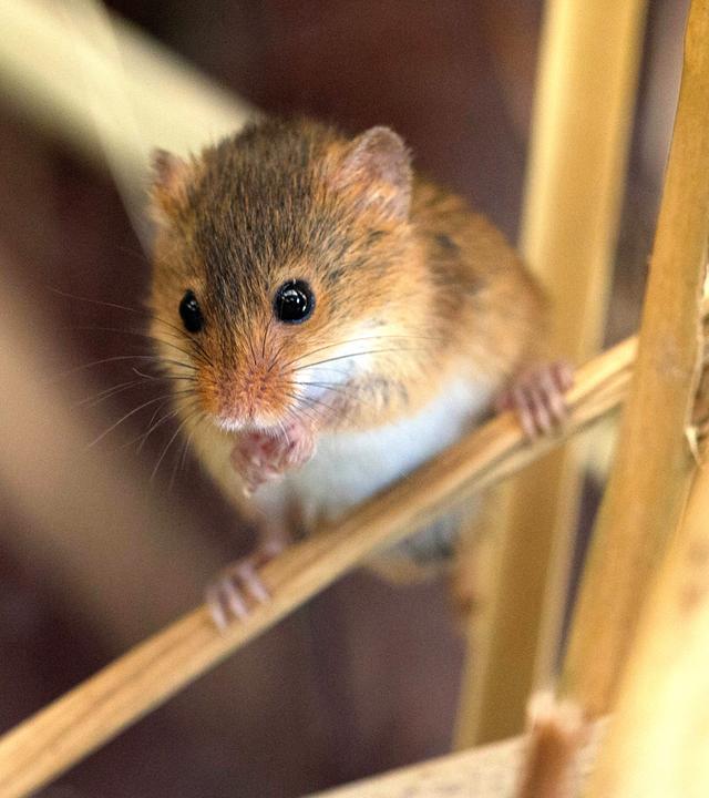 Zwergmaus sitzt auf einem Getreidehalm.