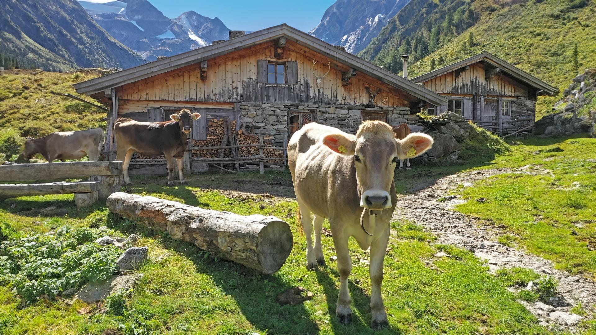 Eine Kuh vor Holzhäusern auf einer Alm.