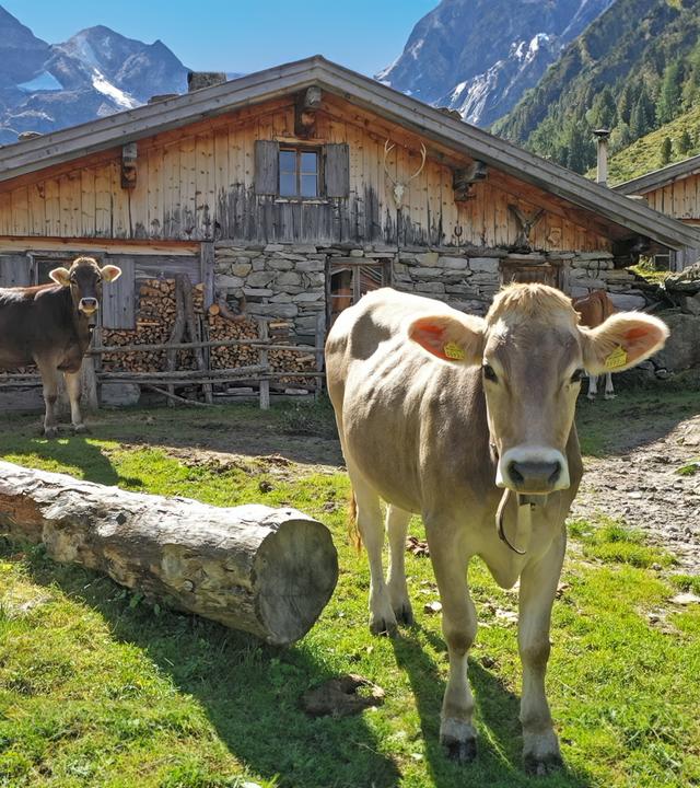 Eine Kuh vor Holzhäusern auf einer Alm.