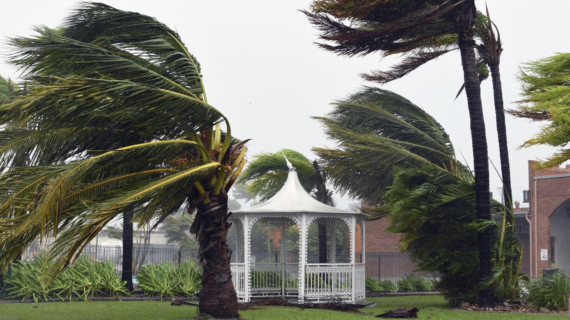 Palmen im Wind von Zyklon